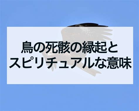 死鳥風水|鳥の死骸、雀、カラス、アオサギ、鳩、雉など鳥の死。